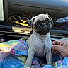 puppy, dog, pug, blanket, car_interior, hand, pet, cute, young_animal, animal, fur, sitting, looking, indoors, soft_light, cozy, comfort, portrait, companion, domestic_animal