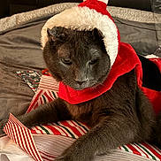 Marshmellow is registered to the contest to win money with this photo: animal, bed, blanket, cat, christmas_hat, cute, feline, festive, gray_cat, holiday, holiday_season, indoor, lying_down, pet, red_clothing, relaxed, soft_texture, striped_pattern, white_fur_trim, wrapping_paper