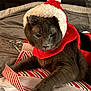 animal, bed, blanket, cat, christmas_hat, cute, feline, festive, gray_cat, holiday, holiday_season, indoor, lying_down, pet, red_clothing, relaxed, soft_texture, striped_pattern, white_fur_trim, wrapping_paper