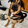 dog, german_shepherd, pet, indoor, kitchen, floor, tile, collar, toy, refrigerator, cabinet, looking_up, brown_black_fur, animal, domestic_animal, canine, ears, tail, sitting, curious