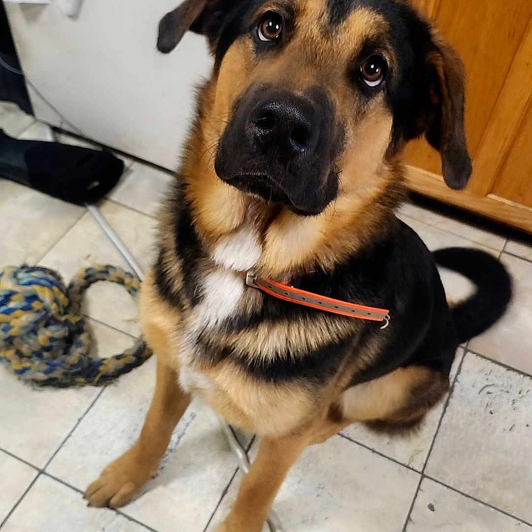 Bear is registered to the contest to win money with this photo: animal, brown_black_fur, cabinet, canine, collar, curious, dog, domestic_animal, ears, floor, german_shepherd, indoor, kitchen, looking_up, pet, refrigerator, sitting, tail, tile, toy
