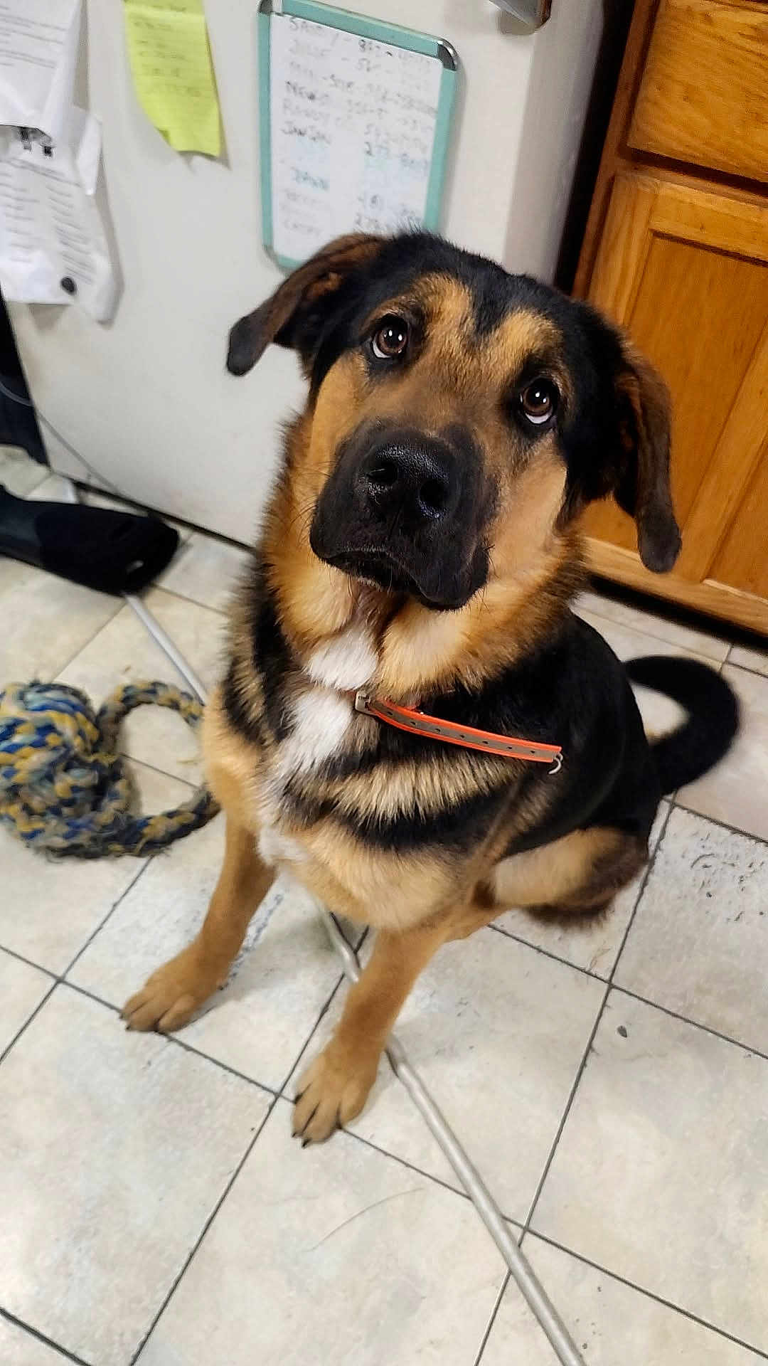 Bear is registered to the contest to win money with this photo: dog, german_shepherd, pet, indoor, kitchen, floor, tile, collar, toy, refrigerator, cabinet, looking_up, brown_black_fur, animal, domestic_animal, canine, ears, tail, sitting, curious