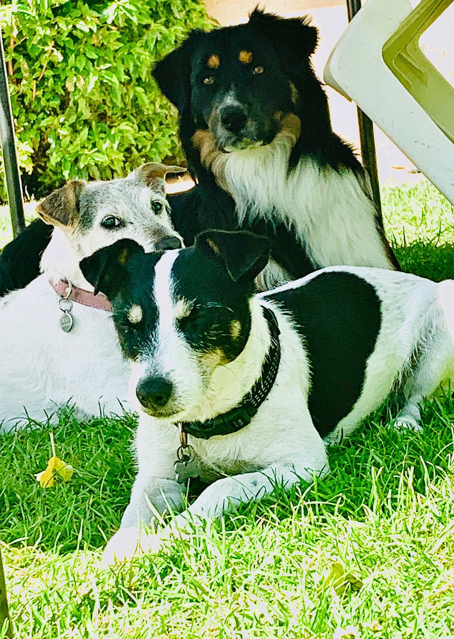 Lino participe au concours pour gagner de l'argent avec cette photo : ancient_dog_breeds, canidae, carnivore, collar, companion_dog, dog, dog_breed, dog_collar, dog_supply, grass, green, herding_dog, non_sporting_group, pet_supply, plant, snout, sporting_group, terrestrial_animal, working_animal, working_dog