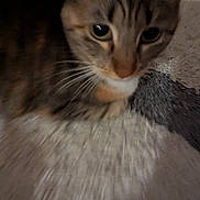 Lorelei joined the competition — help win amazing prizes! animal, blur, carpet, cat, close_up, curious, cute, domestic, ears, eye, feline, fur, indoor, mammal, pet, resting, soft, tabby, texture, whiskers