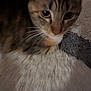 animal, blur, carpet, cat, close_up, curious, cute, domestic, ears, eye, feline, fur, indoor, mammal, pet, resting, soft, tabby, texture, whiskers