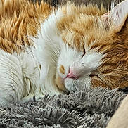 Ezekiel joined the competition — help win amazing prizes! animal, blanket, calm, cat, close_up, cozy, cute, domestic, fluffy, fur, indoor, nose, orange_cat, pet, relaxation, resting, sleeping, soft_texture, whiskers, white_fur