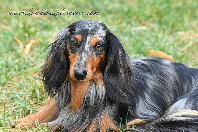 M-ange a rejoint le concours — aidez-le/la à gagner de superbes lots ! canidae, carnivore, companion_dog, dog, dog_breed, mammal, rare_breed_dog, vertebrate