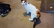 Sweetie Pie joined the competition — help win amazing prizes! cat, calico_cat, pet, animal, feline, indoors, living_room, carpet, sitting, standing, looking_at_camera, white_fur, orange_patches, black_patches, green_eyes, tail, scratching_post, sofa, sneakers, dartboard