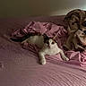 cat, kitten, white_cat, tabby, pet, animal, bed, bedroom, pink_bedding, blanket, pillow, indoors, lying_down, sitting, front_paws, wide_eyes, ears, tail, cozy, portrait