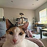 Sweetie Pie is registered to the contest to win money with this photo: cat, calico_cat, pet, animal, feline, close_up, portrait, indoors, living_room, blanket, lounging, sitting, brown, white, orange, green_eyes, whiskers, ears, cat_tree, home