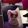 Sweetie Pie is registered to the contest to win money with this photo: cat, kitten, white_cat, orange_patches, sitting, loaf_position, pet, animal, indoors, living_room, ottoman, cushion, sofa, furniture, pink_lighting, purple_lighting, portrait, alert, fluffy, home_decor