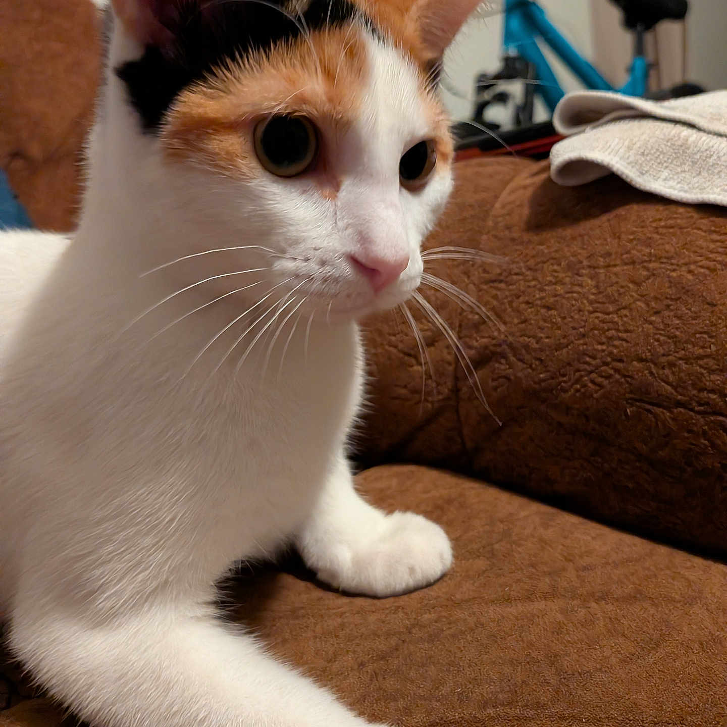 Sweetie Pie