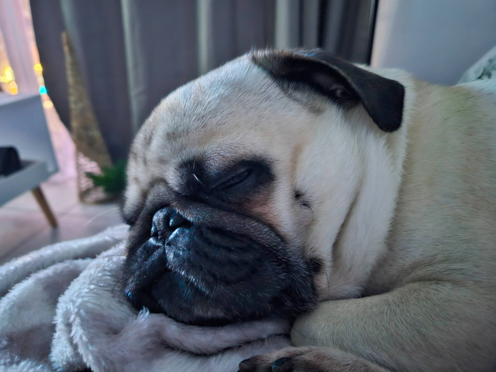 Popy a rejoint le concours — aidez-le/la à gagner de superbes lots ! bored, canidae, carnivore, comfort, companion_dog, dog, dog_breed, eye, fawn, fur, head, human_body, nose, pug, snout, sporting_group, terrestrial_animal, toy_dog, whiskers, wrinkle