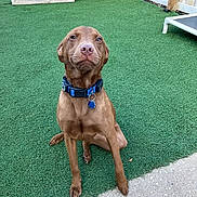 Finn joined the competition — help win amazing prizes! dog, brown_dog, collar, pet, animal, sitting, backyard, fence, artificial_turf, outdoor, canine, looking_up, ears, snout, fur, grass, leash, quiet, alert, domestic_animal