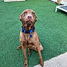 dog, brown_dog, collar, pet, animal, sitting, backyard, fence, artificial_turf, outdoor, canine, looking_up, ears, snout, fur, grass, leash, quiet, alert, domestic_animal