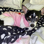 Sister joined the competition — help win amazing prizes! dog, small_dog, black_and_white, pink_shirt, blanket, polka_dot, bed, white_sheets, ears, pet, cute, indoor, cozy, fur, animal, resting, looking, curious, domestic_animal, canine