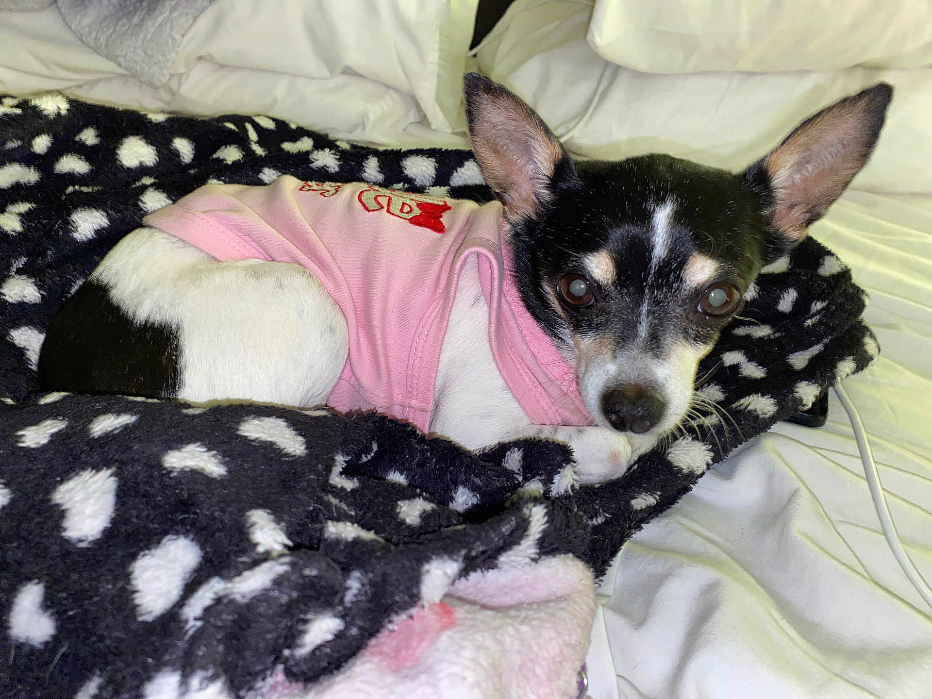 Sister joined the competition — help win amazing prizes! dog, small_dog, black_and_white, pink_shirt, blanket, polka_dot, bed, white_sheets, ears, pet, cute, indoor, cozy, fur, animal, resting, looking, curious, domestic_animal, canine