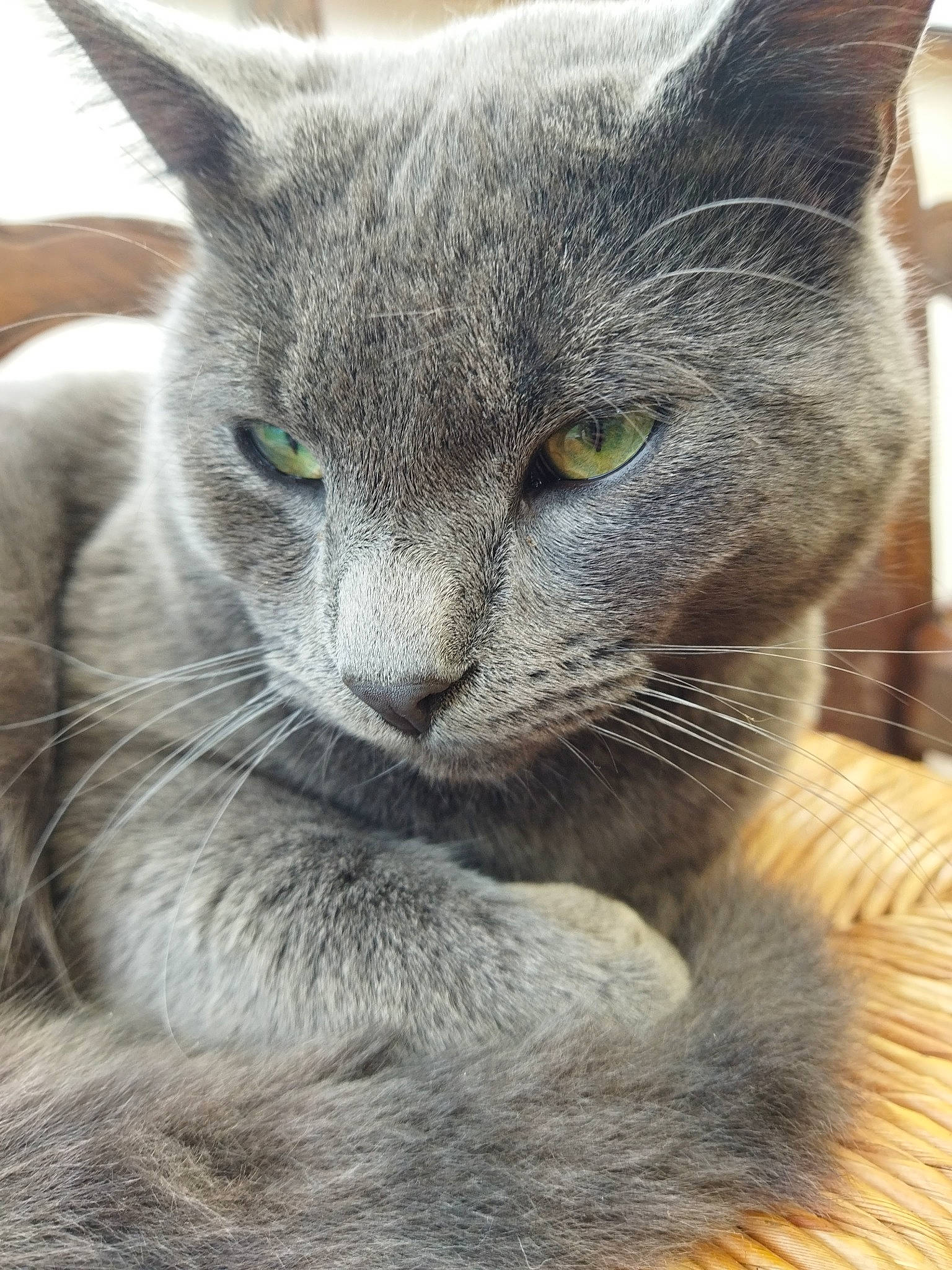 Scoubidou participe au concours pour gagner de l'argent avec cette photo : carnivore, cat, close_up, comfort, domestic_short_haired_cat, ear, felidae, fur, grey, russian_blue, small_to_medium_sized_cats, snout, terrestrial_animal, whiskers, window