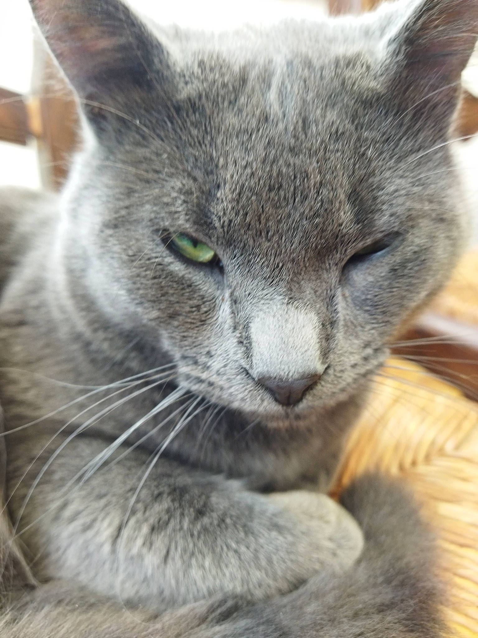 Scoubidou a rejoint le concours — aidez-le/la à gagner de superbes lots ! carnivore, cat, claw, comfort, domestic_short_haired_cat, ear, eye, felidae, fur, grey, paw, russian_blue, small_to_medium_sized_cats, terrestrial_animal, whiskers, window