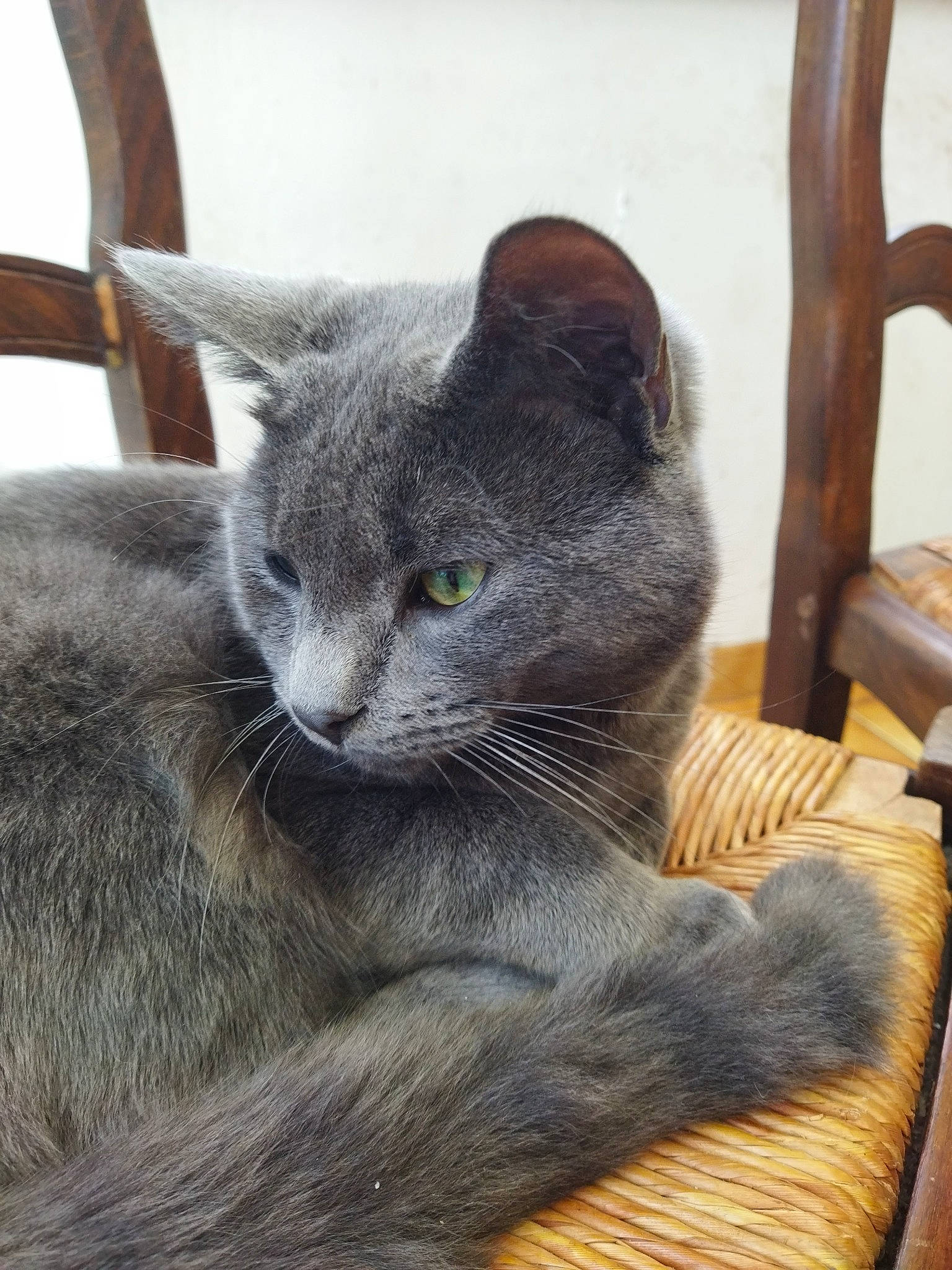 Scoubidou a rejoint le concours — aidez-le/la à gagner de superbes lots ! carnivore, cat, cat_supply, chair, comfort, domestic_short_haired_cat, felidae, fur, grey, hardwood, russian_blue, small_to_medium_sized_cats, snout, tail, terrestrial_animal, whiskers, wildlife, window, wood