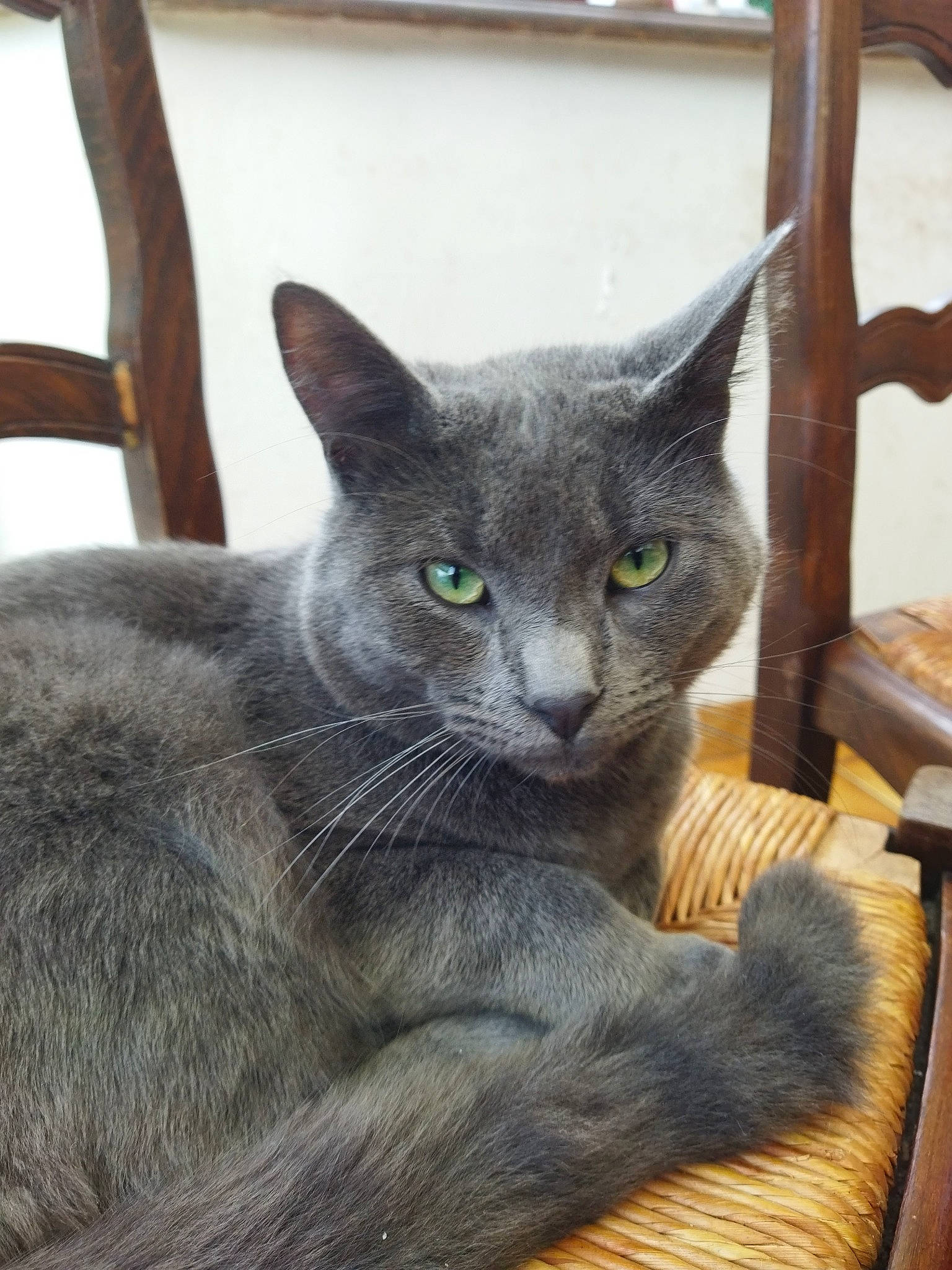 Scoubidou participe au concours pour gagner de l'argent avec cette photo : carnivore, cat, comfort, domestic_short_haired_cat, felidae, fur, grey, russian_blue, small_to_medium_sized_cats, snout, terrestrial_animal, whiskers, window, wood