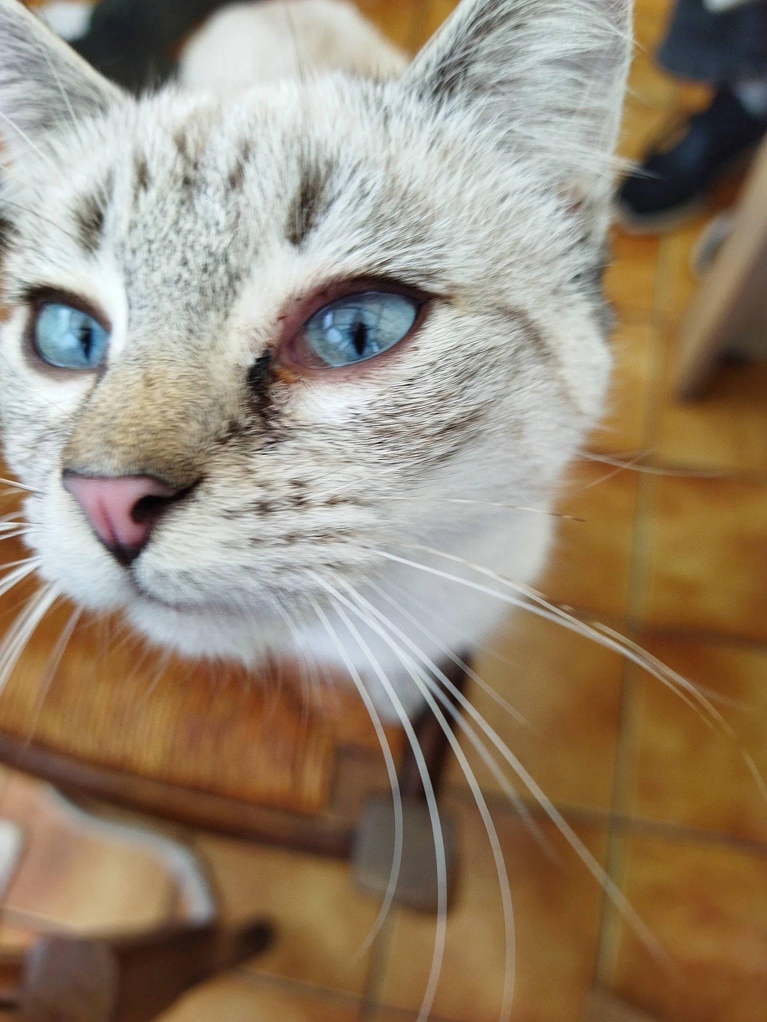 Sushi participe au concours pour gagner de l'argent avec cette photo : carnivore, cat, claw, domestic_short_haired_cat, ear, fawn, felidae, fur, grass, head, iris, plant, small_to_medium_sized_cats, snout, terrestrial_animal, tree, whiskers, wildlife, window