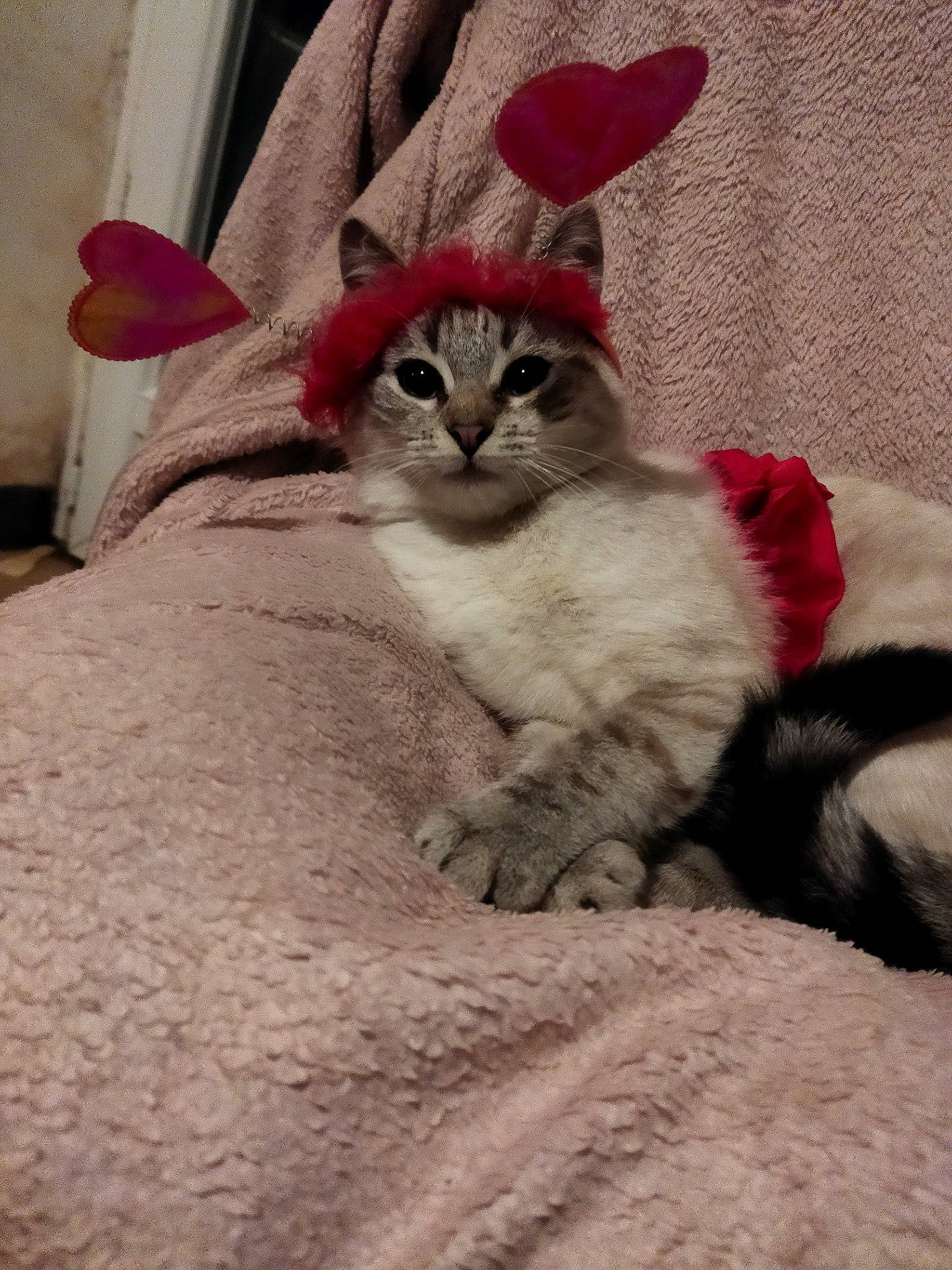 Sushi participe au concours pour gagner de l'argent avec cette photo : carnivore, cat, claw, comfort, domestic_short_haired_cat, fawn, felidae, fur, grey, paw, photo_caption, plant, sitting, small_to_medium_sized_cats, snout, tail, terrestrial_animal, whiskers, window