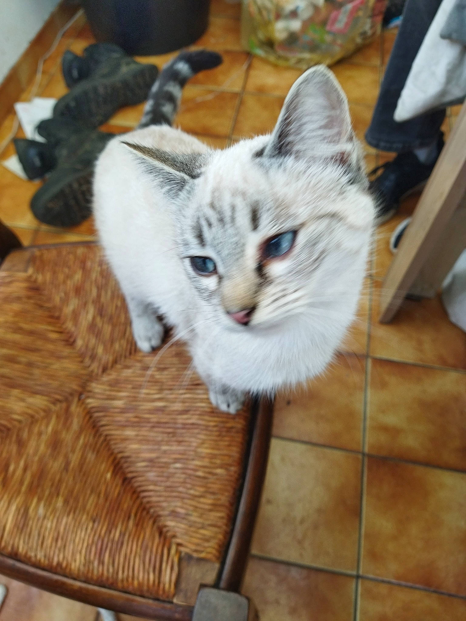 Sushi a rejoint le concours — aidez-le/la à gagner de superbes lots ! carnivore, cat, cat_furniture, chair, claw, comfort, domestic_short_haired_cat, fawn, felidae, flooring, fur, hardwood, paw, sitting, small_to_medium_sized_cats, snout, tail, tile_flooring, whiskers, wood