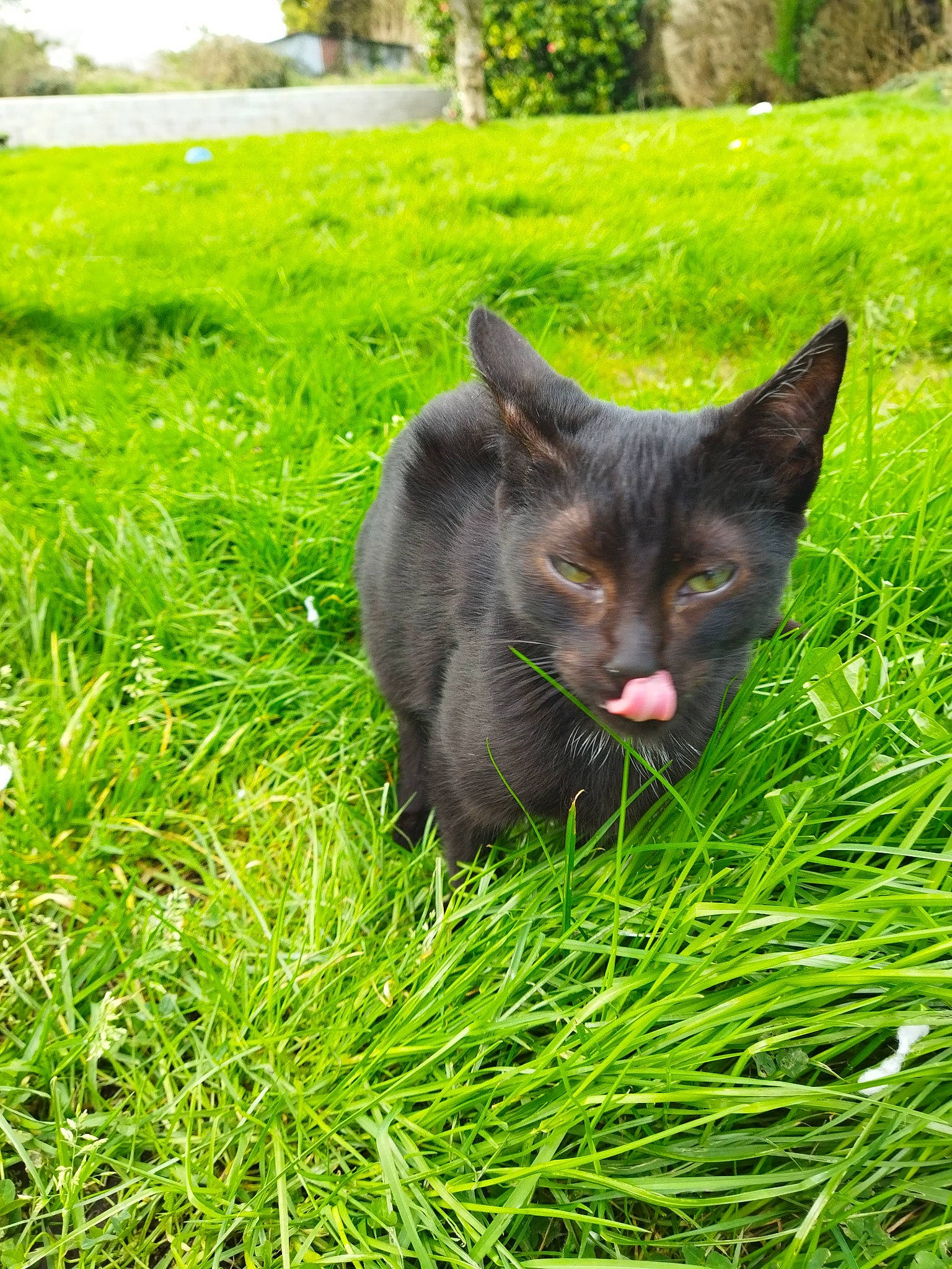 Surimi participe au concours pour gagner de l'argent avec cette photo : art, bombay, carnivore, cat, domestic_short_haired_cat, felidae, flowering_plant, fur, grass, grassland, groundcover, pasture, plant, small_to_medium_sized_cats, snout, tail, terrestrial_animal, tree, whiskers, wildlife