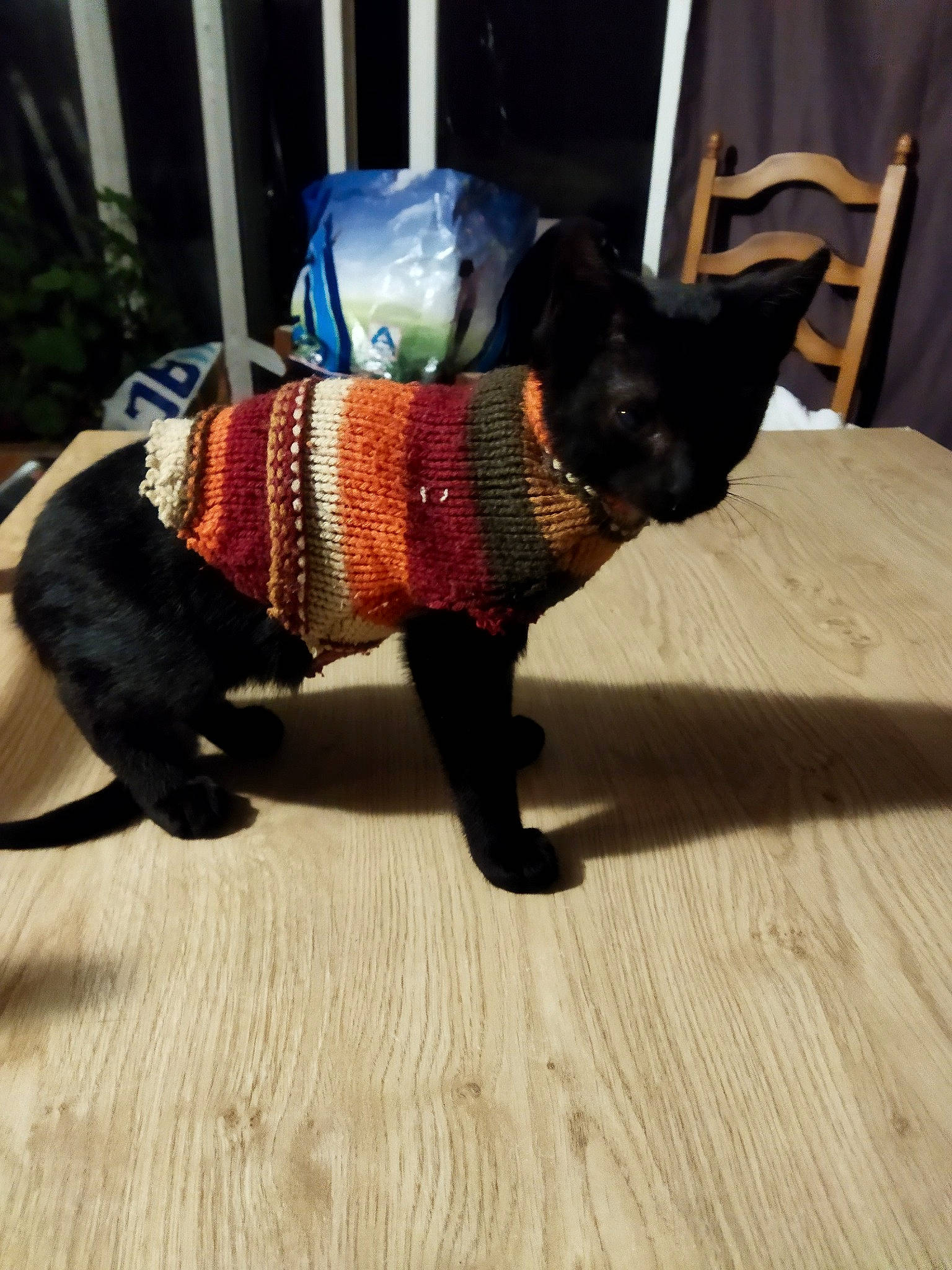 Surimi participe au concours pour gagner de l'argent avec cette photo : carnivore, collar, companion_dog, creative_arts, dog, dog_breed, dog_clothes, dog_collar, dog_supply, fawn, flooring, leash, party_hat, pet_supply, snout, tail, toy_dog, window, wood, working_animal