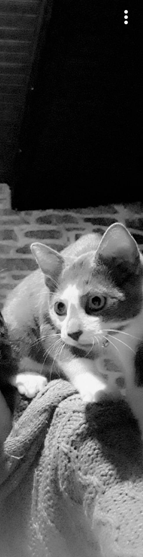 Katchu a rejoint le concours — aidez-le/la à gagner de superbes lots ! art, black_and_white, carnivore, cat, domestic_short_haired_cat, felidae, fur, grass, monochrome, monochrome_photography, paw, photo_caption, photography, sky, small_to_medium_sized_cats, snout, still_life_photography, stock_photography, style, whiskers