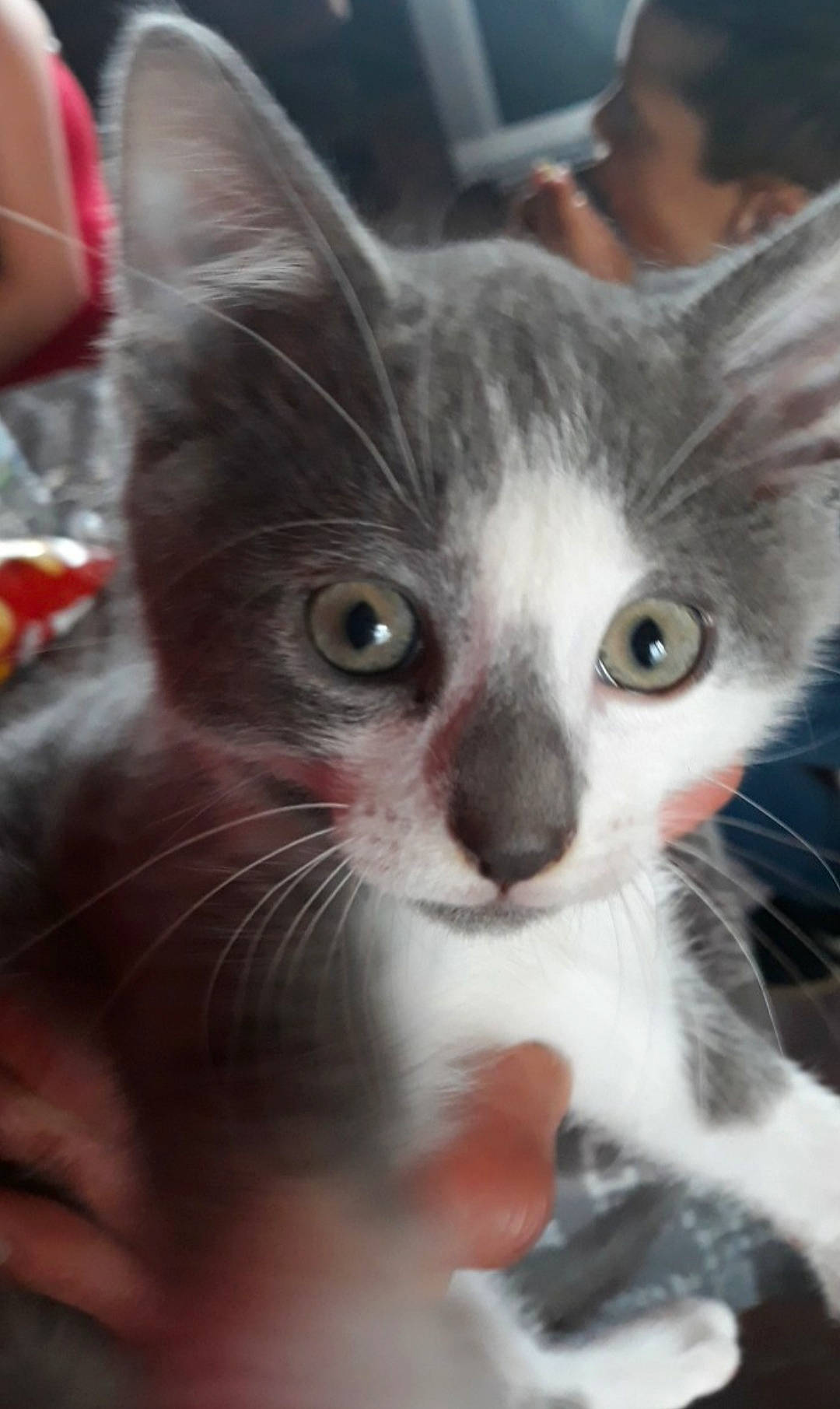 Katchu a rejoint le concours — aidez-le/la à gagner de superbes lots ! carnivore, cat, claw, close_up, domestic_short_haired_cat, ear, eyelash, felidae, fur, head, iris, nose, paw, photo_caption, small_to_medium_sized_cats, vertebrate, whiskers