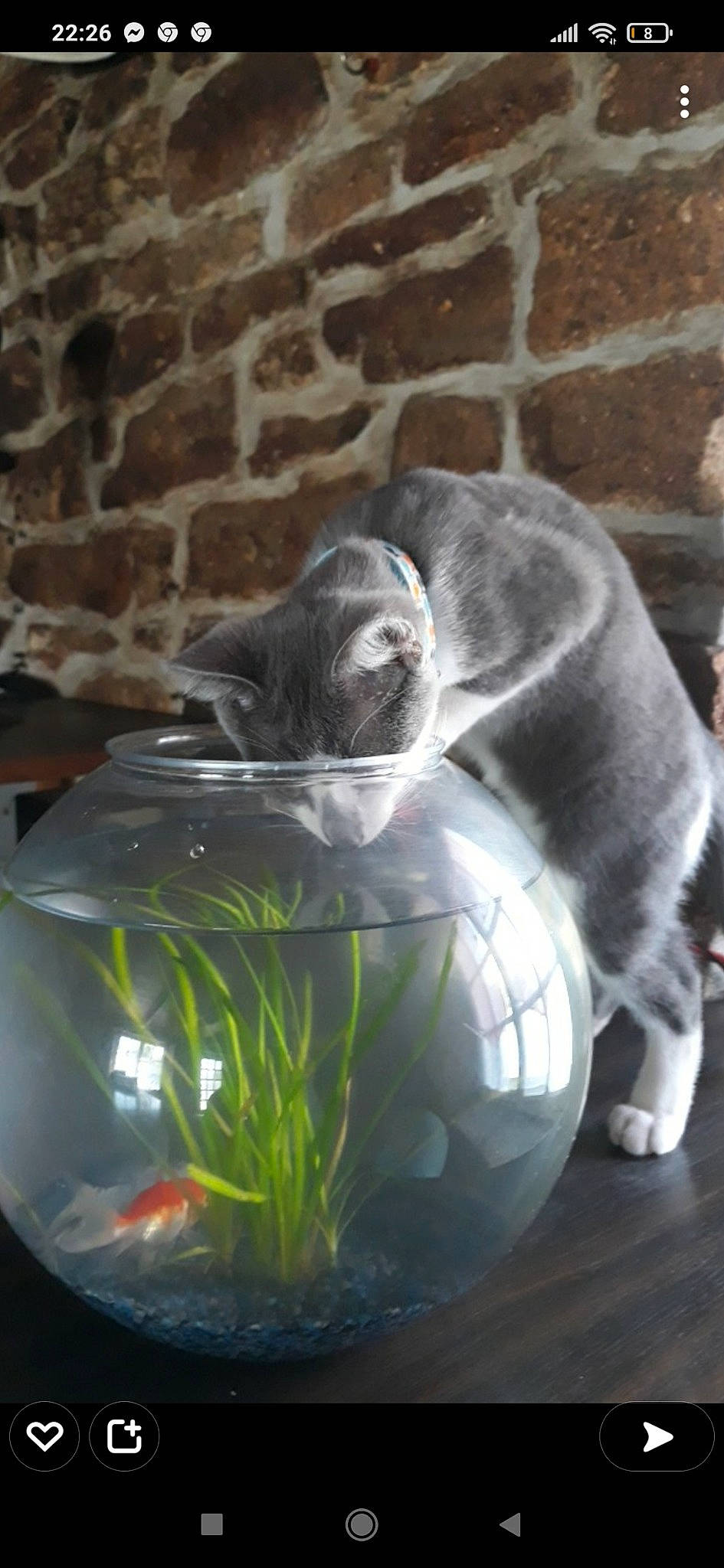 Katchu a rejoint le concours — aidez-le/la à gagner de superbes lots ! art, ball, brick, brickwork, dog_breed, felidae, fur, glass, grass, grey, houseplant, lawn_ornament, plant, sculpture, sitting, small_to_medium_sized_cats, sporting_group, tail, terrestrial_animal, whiskers