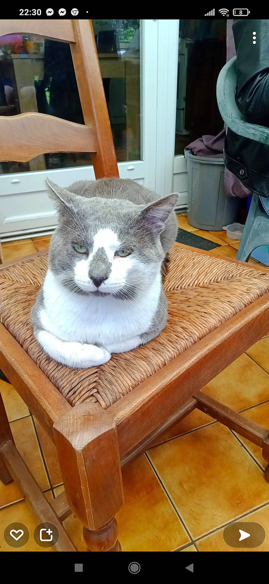 Katchu a rejoint le concours — aidez-le/la à gagner de superbes lots ! carnivore, cat, cat_furniture, cat_supply, chair, comfort, domestic_short_haired_cat, felidae, flooring, fur, grey, hardwood, pet_supply, rectangle, small_to_medium_sized_cats, snout, table, tail, whiskers, wood