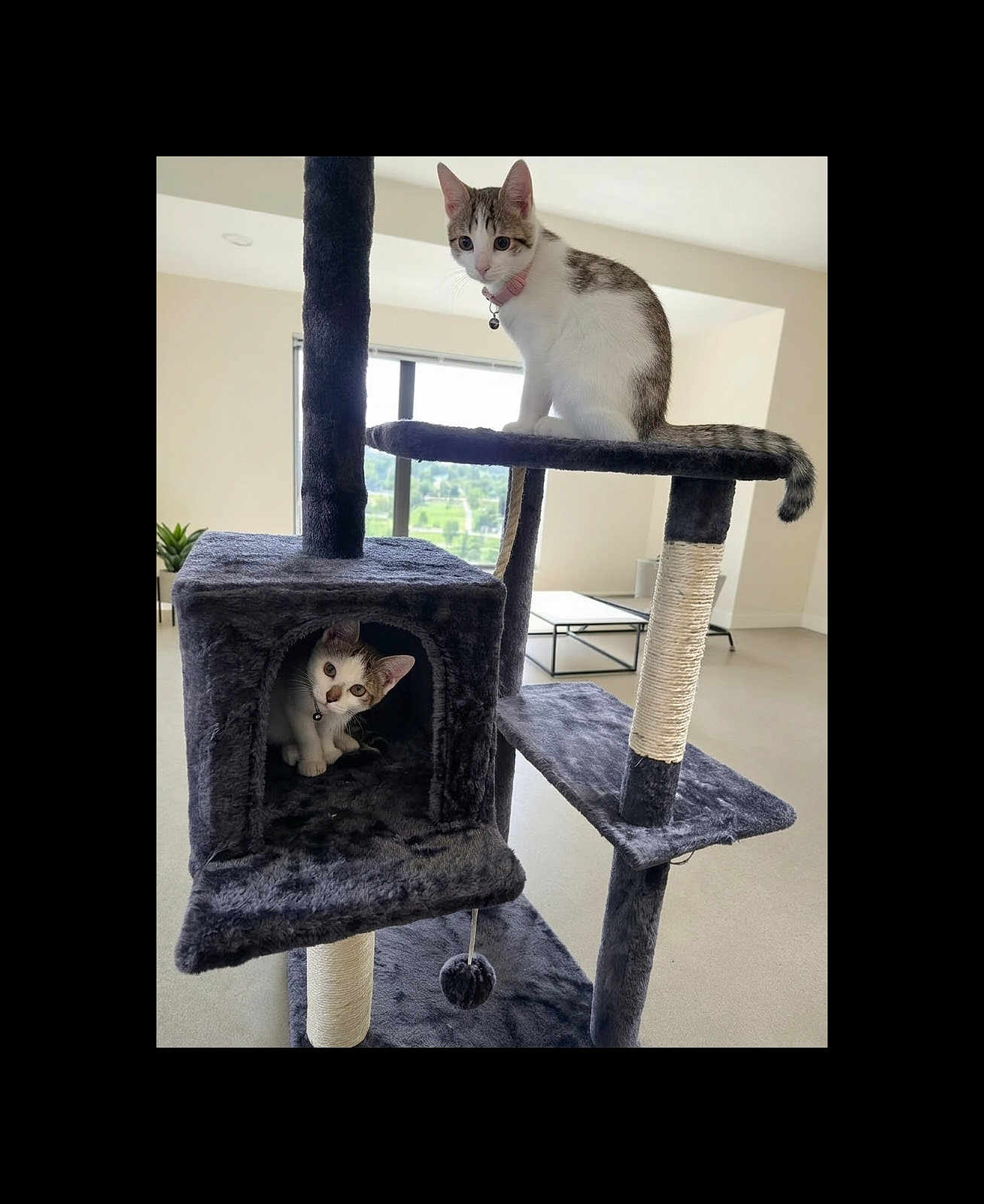 Turbo And Tippy is registered to the contest to win money with this photo: cat, kitten, two_cats, cat_tree, scratching_post, indoor, pet, collar, bell, peek, perched, hideaway, fur, play_toy, living_room, window, furniture, platform, curiosity, home