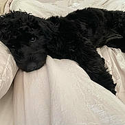 Shelby Rose joined the competition — help win amazing prizes! animal, bed, black_dog, blanket, canine, cozy, cute, dog, domestic_animal, ears, fluffy, fur, indoors, lying_down, pet, puppy, relaxed, resting, sleepy, soft