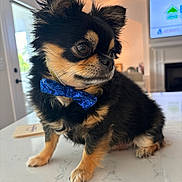 Lucky joined the competition — help win amazing prizes! accessories, animal, canine, chihuahua, cockerspaniel, computerhardware, dog, electronics, hardware, hardwood, indoors, interiordesign, monitor, papillon, pet, puppy, screen, terrier, tv, wood