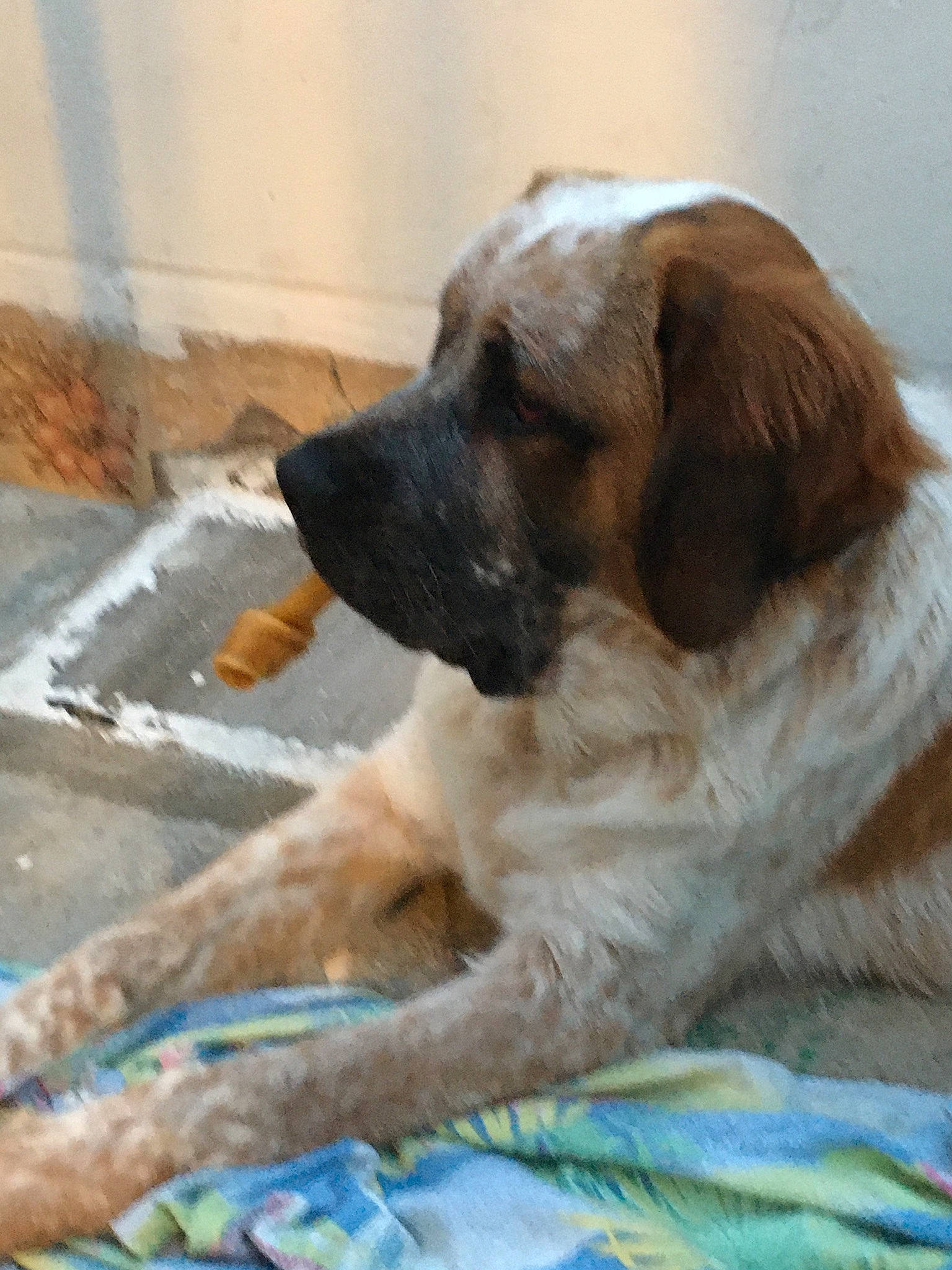 Câline a rejoint le concours — aidez-le/la à gagner de superbes lots ! canidae, carnivore, companion_dog, dog, dog_breed, door, fawn, flooring, fur, linens, paw, snout, sporting_group, terrestrial_animal, working_dog