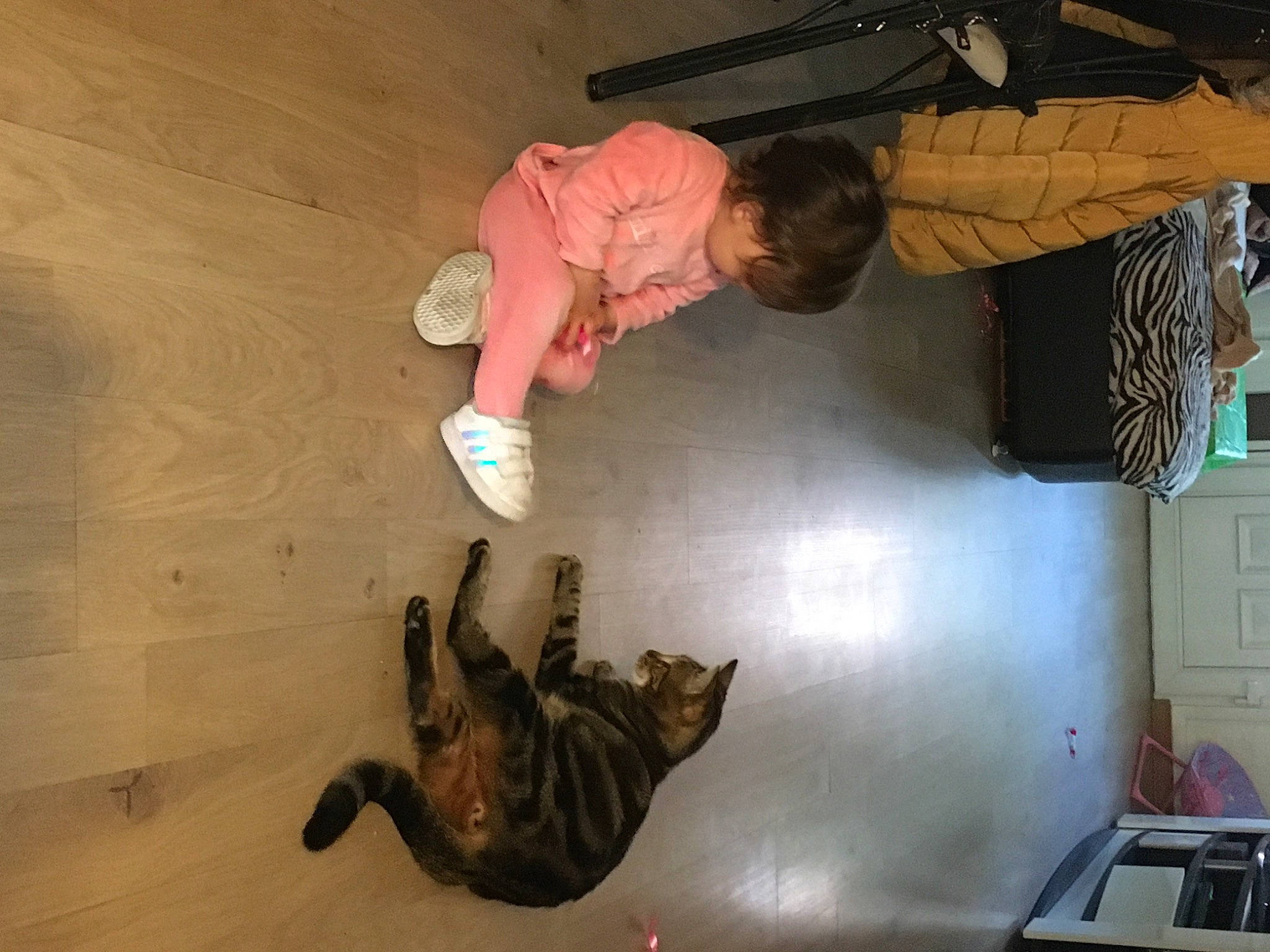 Pepsi a rejoint le concours — aidez-le/la à gagner de superbes lots ! ceiling, comfort, dinosaur, felidae, fish, floor, flooring, foot, fun, hardwood, reptile, room, tail, visual_arts, wood, wood_flooring