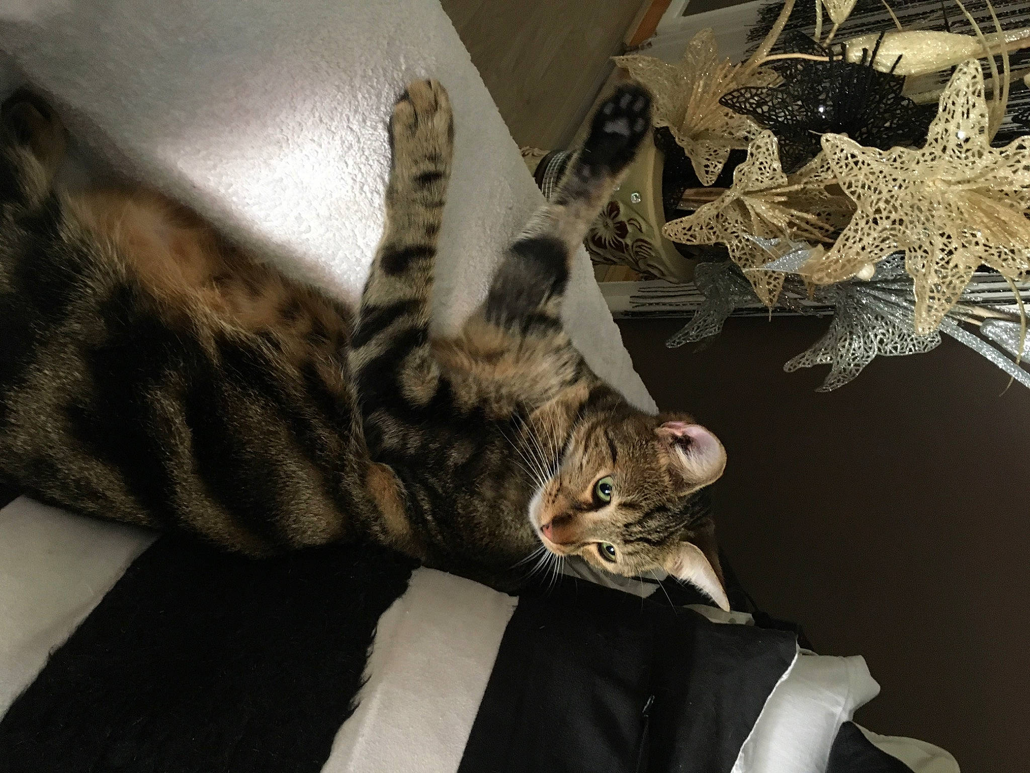 Pepsi participe au concours pour gagner de l'argent avec cette photo : carnivore, cat, cat_bed, comfort, domestic_short_haired_cat, felidae, fur, metal, organism, paw, room, small_to_medium_sized_cats, tail, twig, whiskers