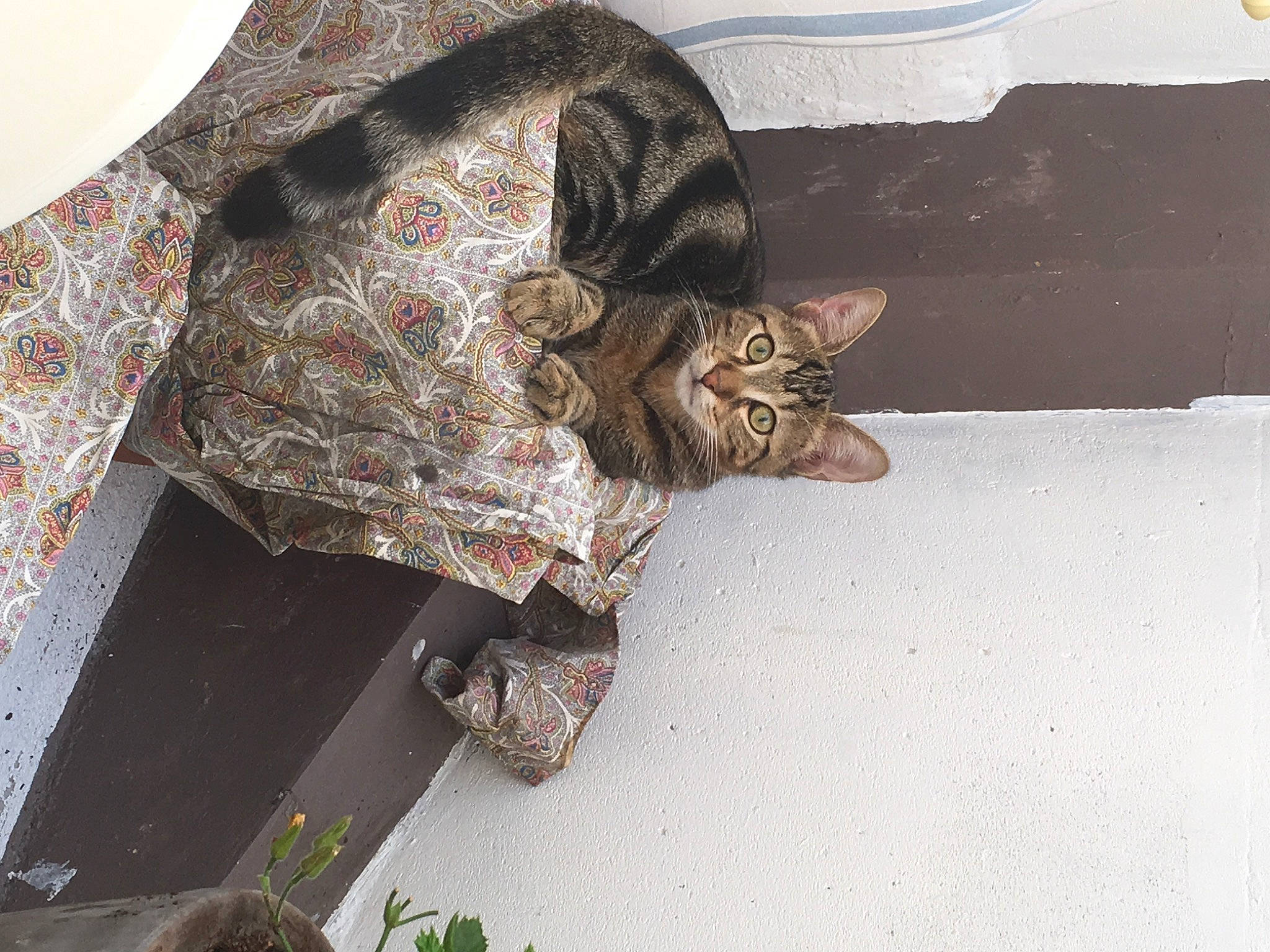 Pepsi a rejoint le concours — aidez-le/la à gagner de superbes lots ! carnivore, cat, collar, domestic_short_haired_cat, fashion_accessory, fawn, felidae, flooring, fur, military_camouflage, pattern, plaid, sleeve, small_to_medium_sized_cats, tail, tartan, terrestrial_animal, whiskers, window, wood