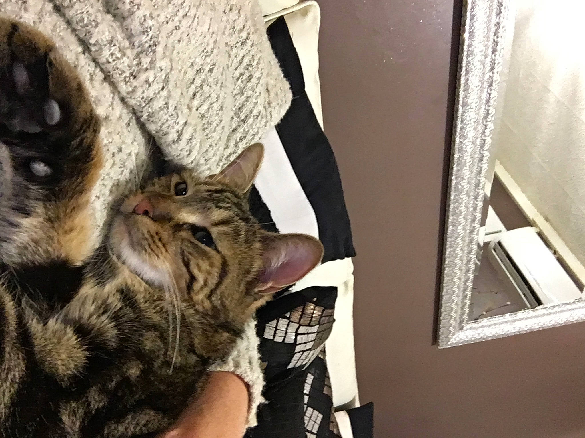 Pepsi participe au concours pour gagner de l'argent avec cette photo : carnivore, cat, comfort, domestic_short_haired_cat, felidae, fur, linens, pattern, paw, sitting, small_to_medium_sized_cats, whiskers, window, wood