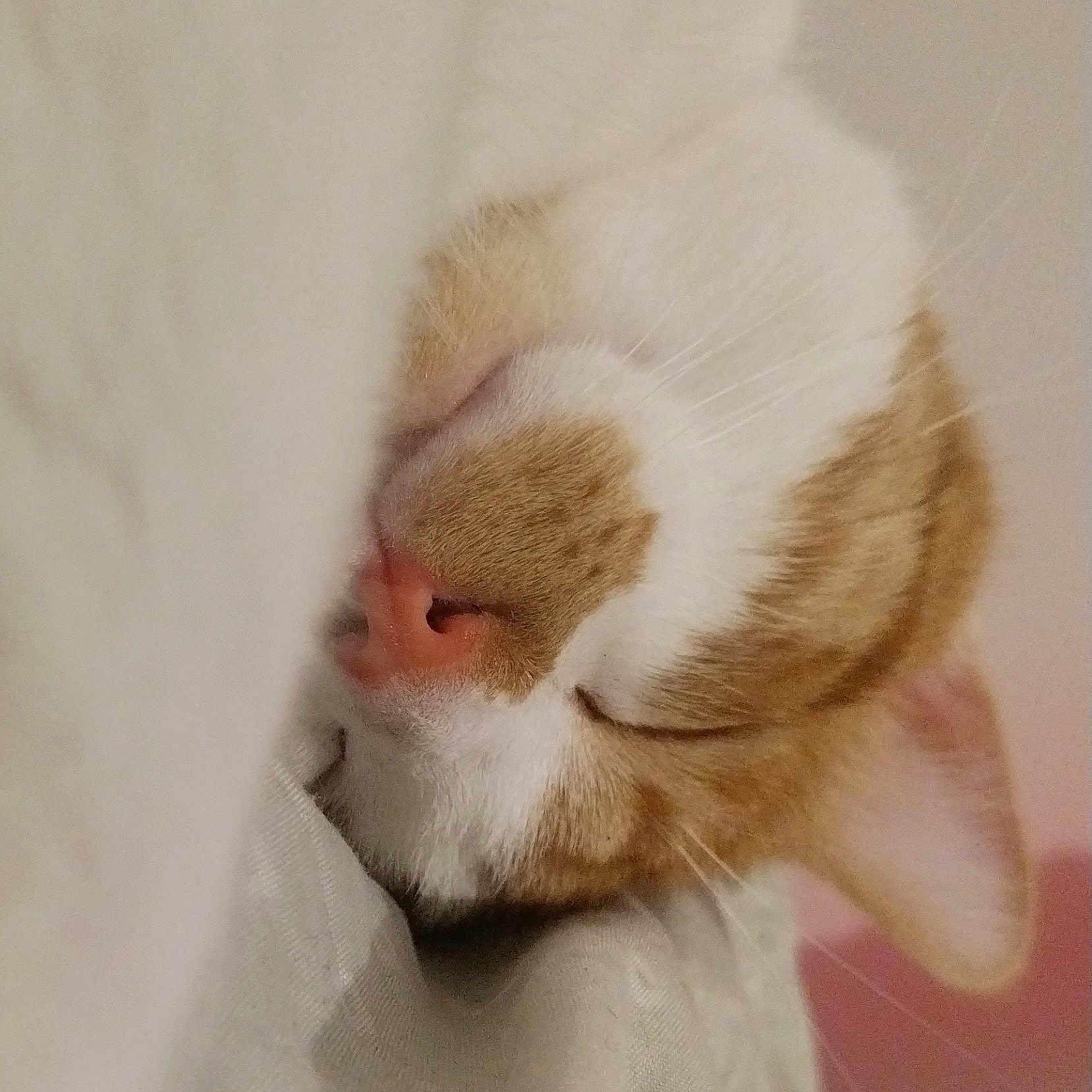 Simba participe au concours pour gagner de l'argent avec cette photo : abyssinian, animal, bodypart, canine, cat, dog, electronics, hardware, kitten, manx, mouth, person, pet, puppy, rabbit, siamese, sleeping, snout, teeth, white