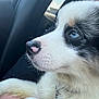 puppy, dog, close_up, blue_eyes, fur, nose, car_interior, window, daylight, white_fur, black_markings, pet, animal, young_dog, cute, portrait, side_profile, soft_fur, looking_out, sunlight