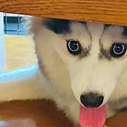 Luna is registered to the contest to win money with this photo: dog, siberian_husky, tongue, blue_eyes, close_up, wood, floor, pet, animal, playful, curious, indoor, fur, canine, nose, tongue_out, looking, face, cute, young