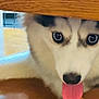 dog, siberian_husky, tongue, blue_eyes, close_up, wood, floor, pet, animal, playful, curious, indoor, fur, canine, nose, tongue_out, looking, face, cute, young