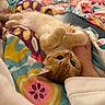 Cinnamon joined the competition — help win amazing prizes! kitten, cat, pet, hand, bed, blanket, colorful, fluffy, cute, playful, paws, fur, animal, indoor, resting, cozy, sleepy, closeup, young, domestic