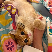 Cinnamon is registered to the contest to win money with this photo: kitten, cat, orange_cat, pet, bed, blanket, fluffy, paw, foot, colorful, patterned, indoor, cute, playful, animal, sleeping_area, closeup, young_cat, resting, soft