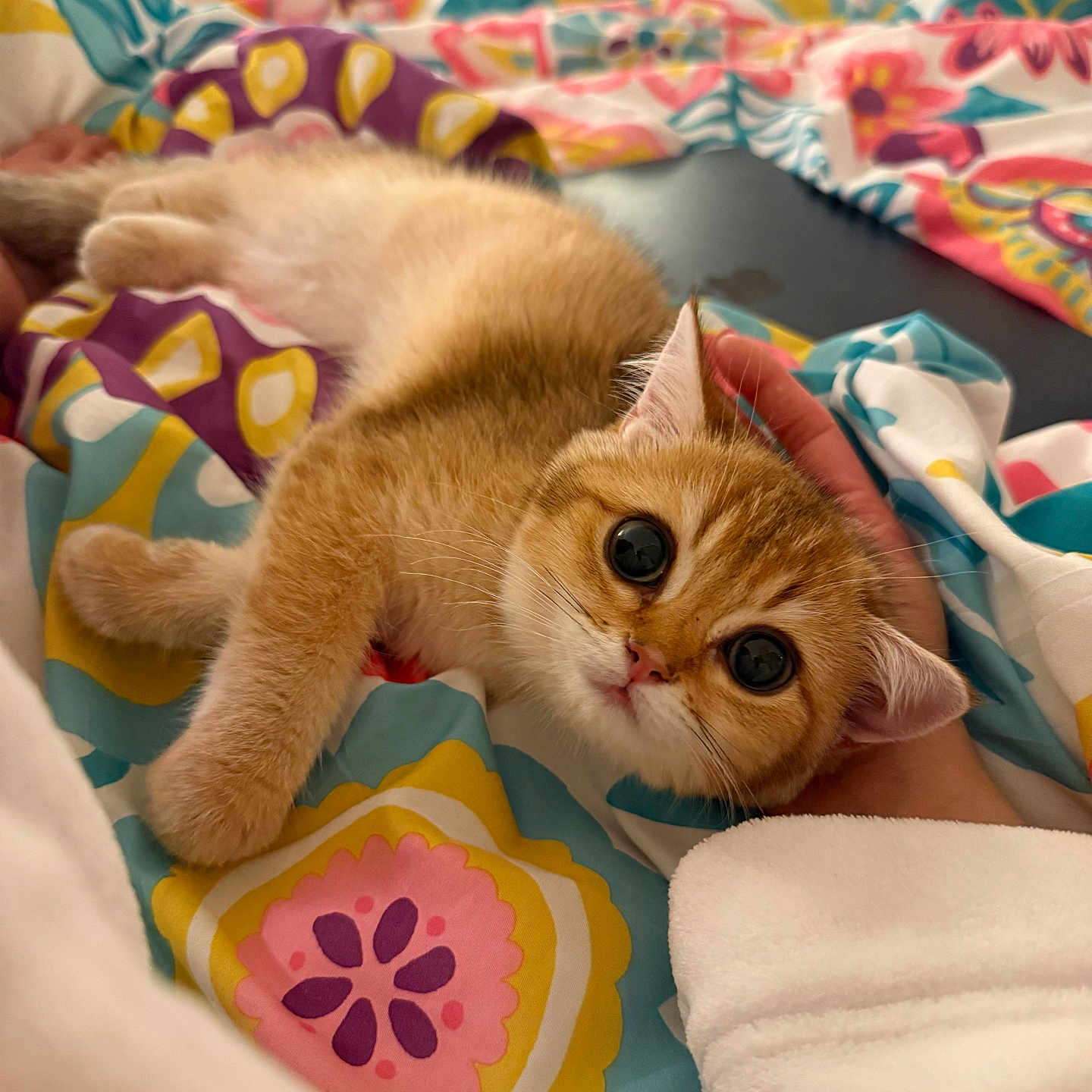 Cinnamon joined the competition — help win amazing prizes! kitten, cat, orange_cat, bed, blanket, hand, colorful, patterned, cute, pet, animal, fur, indoors, cozy, resting, soft, sleepy, young, domestic_cat, closeup