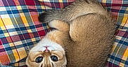 Cinnamon joined the competition — help win amazing prizes! kitten, cat, animal, pet, plaid, fabric, hand, finger, denim, cute, curled_up, fur, whiskers, small, resting, indoors, colorful, cozy, touch, young